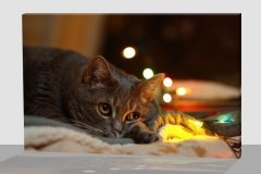 Картина с LED подсветкой "Умный кот" 40*30 см